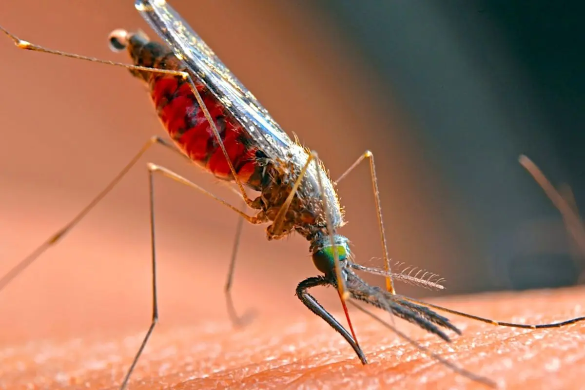 moustique malaria india
